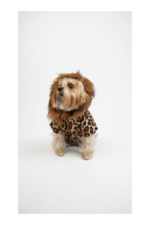 Sweat à capuche pour chien - Multicolore