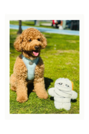 Jouet pour chien - Blanc