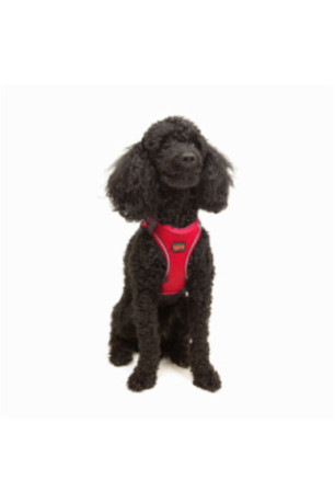 Harnais pour chien - Grenat