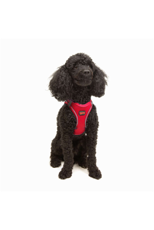 Harnais pour chien - Grenat