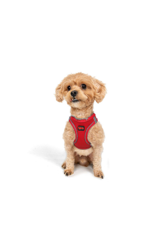 Harnais pour chien - Grenat