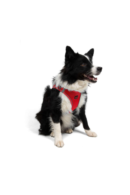 Harnais pour chien - Grenat