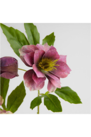 Fleur - Wildiflower - Pink