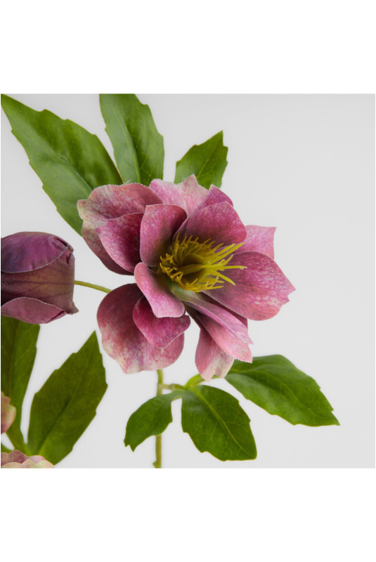 Fleur - Wildiflower - Pink