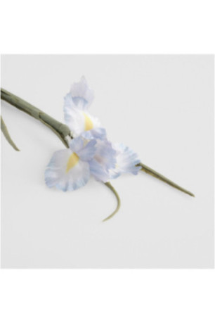 Fleur - Iriso Kwiat Violet - Violet