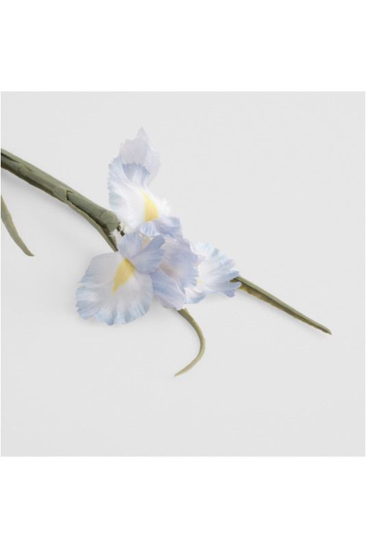 Fleur - Iriso Kwiat Violet - Violet