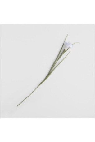 Fleur - Iriso Kwiat Violet - Violet