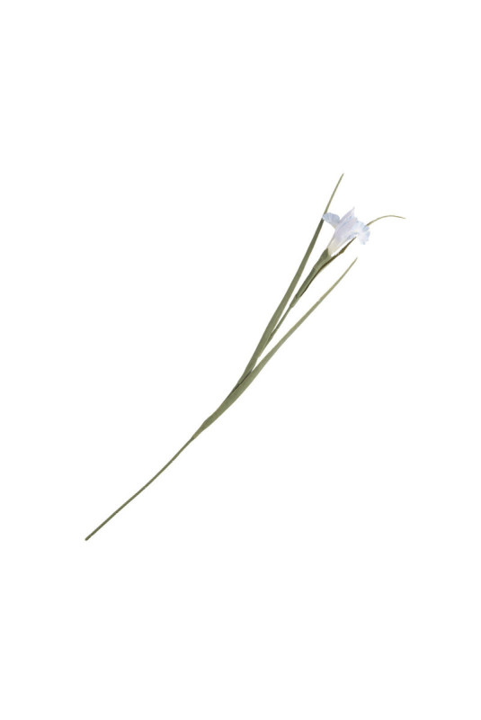 Fleur - Iriso Kwiat Violet - Violet