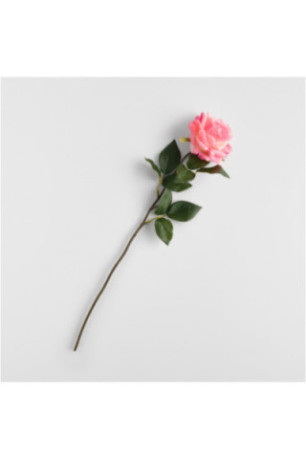 Fleur - Rozesa - Pink